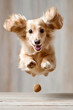 © K teo - 元気にジャンプする小型犬の躍動感