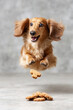 © K teo - 元気にジャンプする小型犬の躍動感