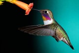 Colorful hummingbird hovering against teal background