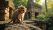© Pete - Small primate sits on ancient stone ruins. Young monkey with expressive eyes looks at camera. Fuzzy animal in sunlit jungle foliage near old temple structure.