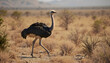 © Nataliya - Ostrich walking across desert landscape, wildlife scene showing movement, arid environment and adaptation of large bird to dry natural conditions