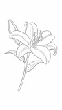 Detailed Single Lily Flower Line Art with Bud