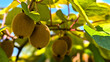 © Alena AV - Close up of kiwi fruits growing on a kiwi tree with lush green trees in the organic garden