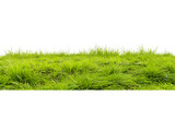 Dense green grass strip isolated on transparent background. Realistic vegetation element for landscaping and environmental visuals.