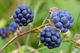 Brombeeren (Rubus sect. Rubus) blaue Beeren am Ast