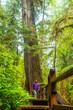 © unai - Tourist walking on wooden footbridge in rainforest trail near ucluelet
