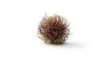 Rambutan fruit on white