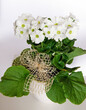 © kateej - pierwiosnek kubkowaty, pierwiosnek pokojowy, prymulka pokojowa (Primula obconica), Primula Obonica in a pot