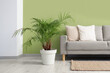 © Pixel-Shot - Interior of living room with grey sofa and palm plant