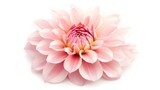 Close up of a pink dahlia flower with delicate petals