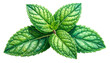 © Rika - Close-up vibrant illustration of fresh, green mint leaves against a black background