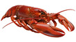 © KHAYRUN - Close-up of a vibrant red lobster on white background