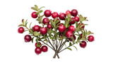 Isolated lingonberry bush with mature red fruits ready for harvest, a beautiful arrangement