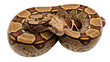 © Elena - Isolated boa constrictor, a large, non-venomous snake species, coiling, reptile pet