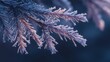 © ArtPixel-Portfolio - Frosted pine tree branch with needles covered in ice creating winter texture detail against a dark background