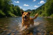 © tanapat - Dog splashing joyfully in river mountain landscape nature photography bright blue sky