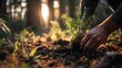 © Jojo* - Human hands carefully place a young coniferous seedling into dark earth within a sunlit forest
