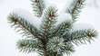 © CandyLove - Close up of fresh winter snow resting gently upon the vibrant green needles of a spruce tree branch
