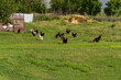 © Rodica - Free-range chickens grazing in lush green rural landscape
