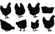 © MohammadGolap - Eight black chicken silhouettes in various poses on white background fowl bird