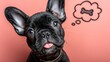 © Chuang - 4K top-angle pink flatlay of Frenchie with bone-bubble at f/5.6 edge-sharp noise-free for pet-treat crowdfunding first frame or brand-story cover