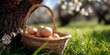 © Iryna - Rustic basket with fresh eggs outdoors under tree in sunlit orchard