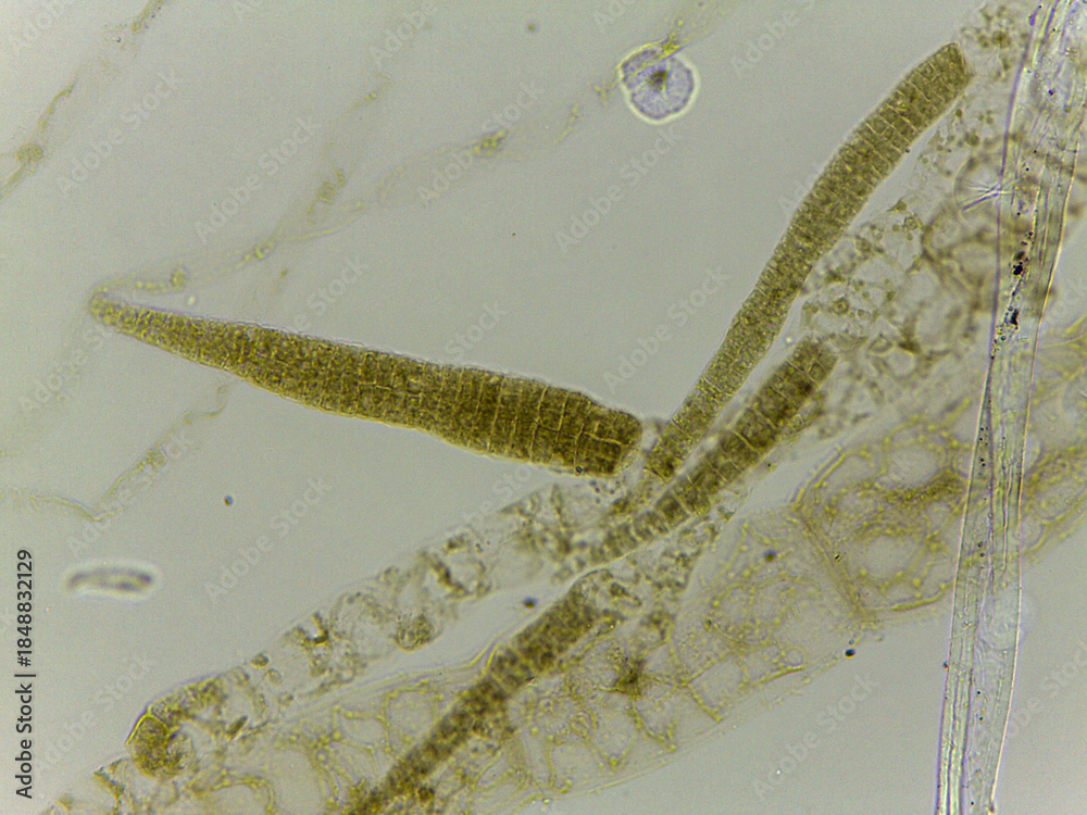 Microscopic Examination of Ectocarpus Filamentous Brown Algae and ...