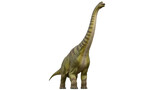 Isolated dinosaur sauropod is a prehistoric beast with long neck and small head viewed from the front