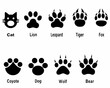 © prince - Animal paw prints a comparative illustration of various species footprints