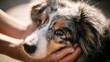 © Anna - Heartwarming close-up portrait of a relaxed dog comforted in a gentle human touch,National Hug Your Puppy Day