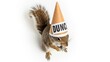 © AC's Inspired Images - squirrel wearing a dunce cap hat, dim, dumb, stupid, on a white background, animal photo