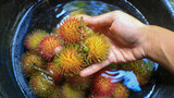 Hand washing rambutan in a bucket of water