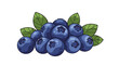 © Femke - A fresh and juicy cartoon illustration of a pile of ripe blueberries with green leaves, isolated on a white background design.