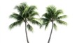 © Mufarokah - Tropical Palms Isolated White Background (1)