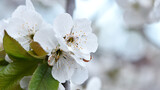 Prunus avium. White oriental cherry. white spring flowers on the tree, in the garden. cherry blossoms. natural background. idea of the spring awakening. focus. delicate flowers, beauty of nature