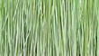 © Ibnu - Close-up of fresh, vibrant green grass blades, creating a textured background