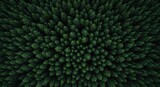 Dense forest canopy seen from above.  A symmetrical pattern of pine trees