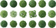 © Arifa - Stylized aerial tree canopy set, top view forest crowns, varied shapes and textures, isolated on white background for landscape design, mapping, ecology, and visuals
