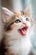 © Mykola - Playful kitten expression: meowing and smiling in soft lighting with a warm backdrop