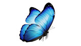 Vibrant blue butterfly PNG isolated on transparent background, detailed wings and delicate antennae for nature and design projects