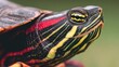 © lahma - Macro shot of a turtle's head, showcasing intricate patterns and vibrant colors