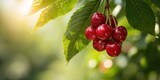 Fresh cherries on the tree, seasonal fruit harvesting for healthy snacking, Earth Day