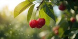 Juicy sweet cherry berries set against a lush nature backdrop highlight healthy fruit choices, World Food Day