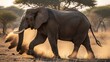 © monirahamed13 - An African elephant striding purposefully through a dry, dusty landscape, kicking up a storm of golden sand at sunset.