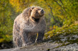 © Cavan Images - Grizzly Bear Shakes Water and Dust From Its Fur On a Mossy Rock