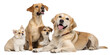 © Kymaka28 - Dogs of different sizes sitting and lying together. Realistic group portrait of small, medium, and large dogs isolated on transparent background.