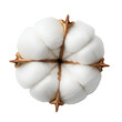 © DizynStock - Cotton boll isolated on white background