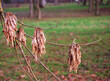 © Marek - Detailný pohľad na semená jaseňa štíhleho (Fraxinus excelsior) visiace na konári. Suché krídlaté nažky na jeseň alebo v zime, zobrazujúce prirodzené rozmnožovanie rastlín v lese alebo parku.