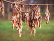 © Marek - Detailný pohľad na semená jaseňa štíhleho (Fraxinus excelsior) visiace na konári. Suché krídlaté nažky na jeseň alebo v zime, zobrazujúce prirodzené rozmnožovanie rastlín v lese alebo parku.