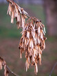 © Marek - Detailný pohľad na semená jaseňa štíhleho (Fraxinus excelsior) visiace na konári. Suché krídlaté nažky na jeseň alebo v zime, zobrazujúce prirodzené rozmnožovanie rastlín v lese alebo parku.